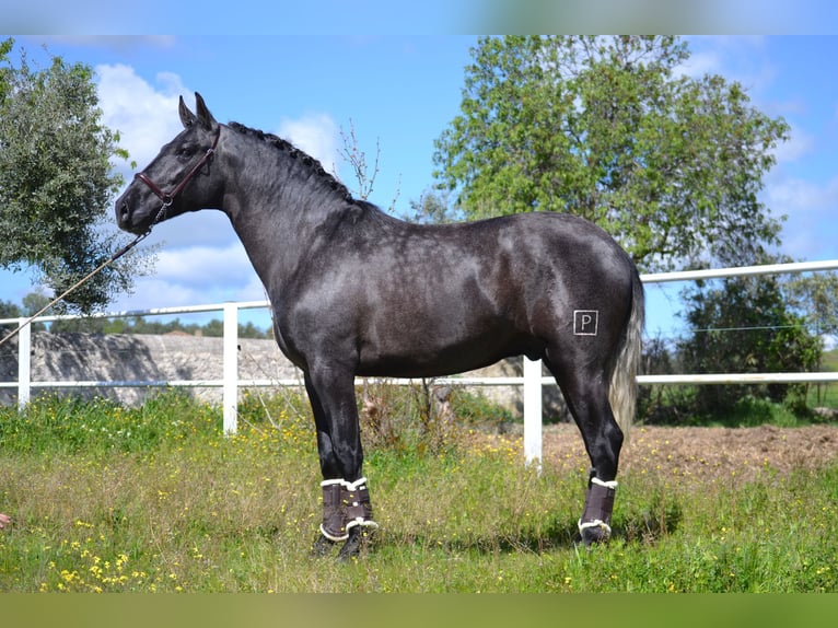 PRE Hengst 3 Jahre 167 cm Schimmel in El Tiemblo