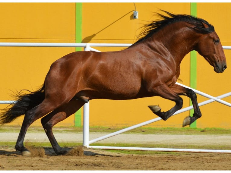 PRE Mix Hengst 3 Jahre 168 cm Brauner in Navas Del Madro&#xF1;o