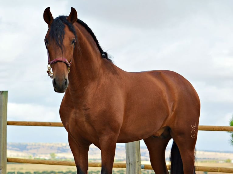 PRE Mix Hengst 3 Jahre 168 cm Brauner in Navas Del Madro&#xF1;o