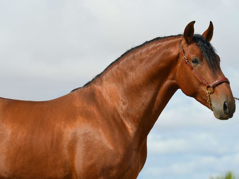 PRE Mix Hengst 3 Jahre 168 cm Brauner in Navas Del Madro&#xF1;o