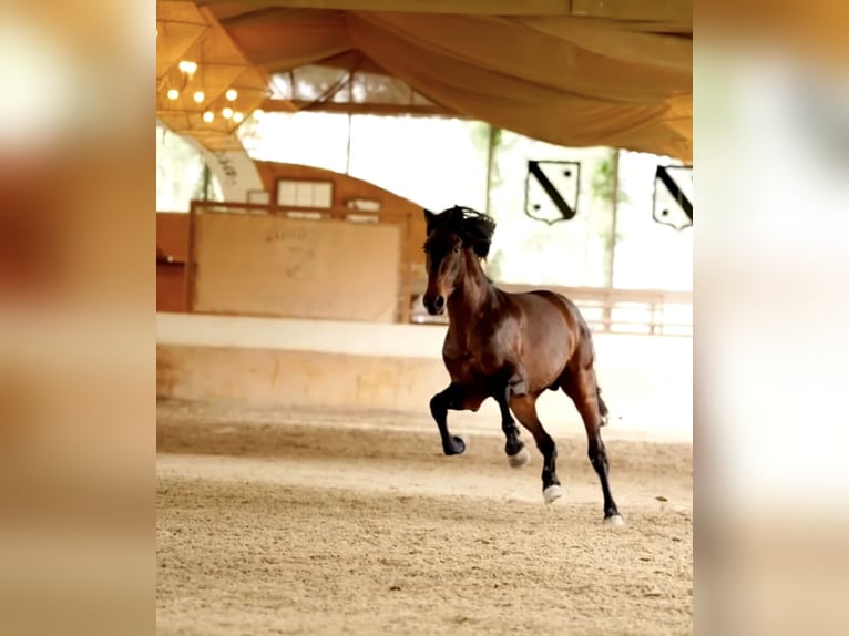 PRE Mix Hengst 3 Jahre 168 cm Brauner in Castello D&#39;Empuries