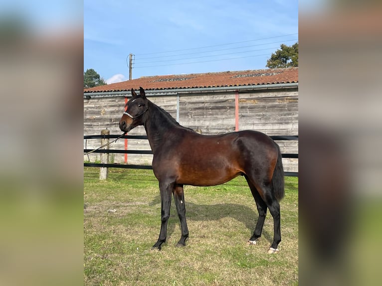 PRE Mix Hengst 3 Jahre 168 cm Dunkelbrauner in Oizé