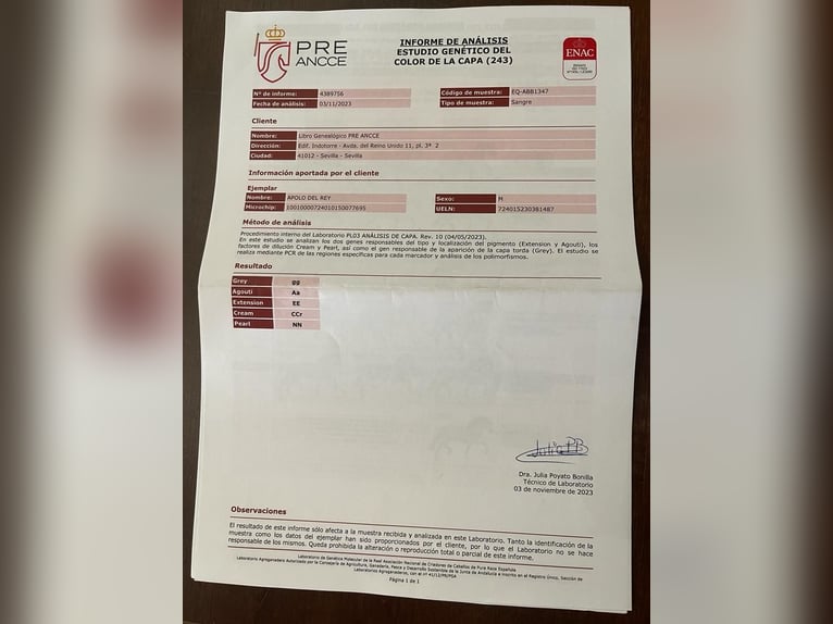 PRE Mix Hengst 3 Jahre 168 cm Falbe in Peñarroya Pueblonuevo