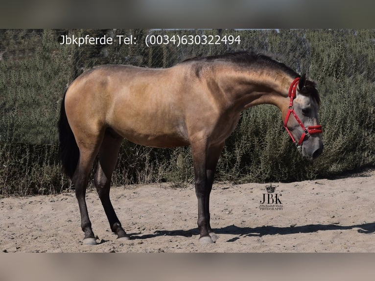 PRE Hengst 3 Jahre 168 cm Falbe in Taberna Almeria
