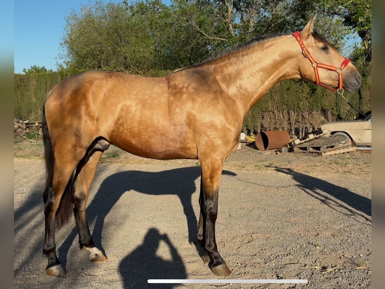 PRE Hengst 3 Jahre 168 cm Falbe in Villena