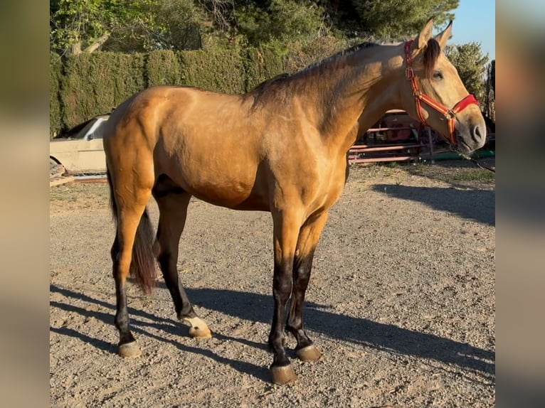 PRE Hengst 3 Jahre 168 cm Falbe in Villena