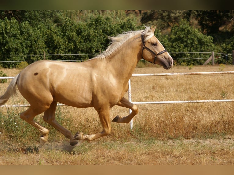PRE Mix Hengst 3 Jahre 168 cm Palomino in Madrid