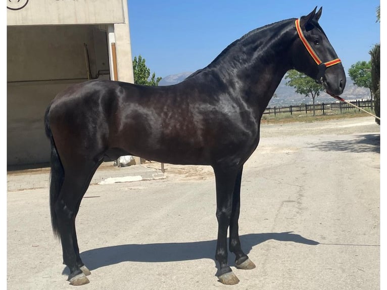 PRE Mix Hengst 3 Jahre 168 cm Rappe in Navas Del Madroño