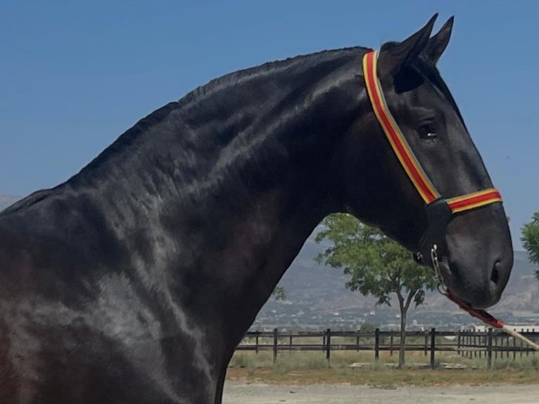 PRE Mix Hengst 3 Jahre 168 cm Rappe in Navas Del Madroño