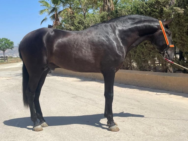 PRE Mix Hengst 3 Jahre 168 cm Rappe in Navas Del Madroño