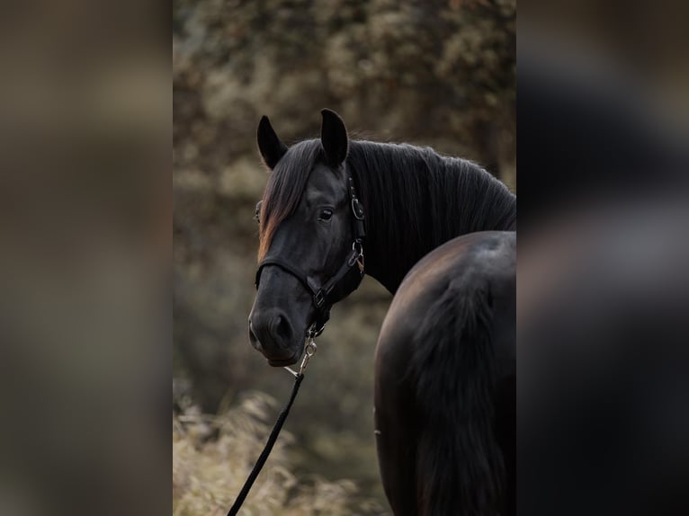 PRE Hengst 3 Jahre 168 cm Rappe in El Real De La Jara