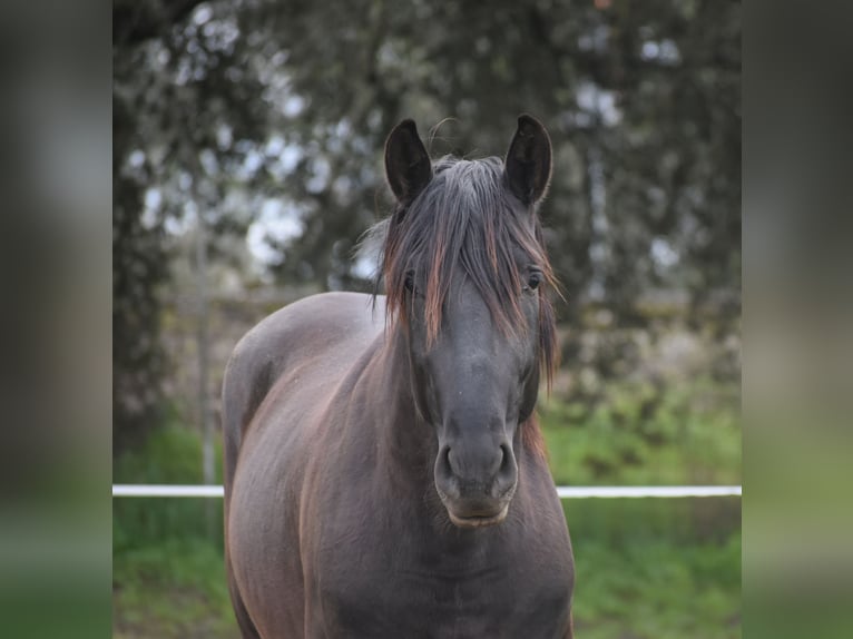 PRE Hengst 3 Jahre 168 cm Rappe in El Real De La Jara
