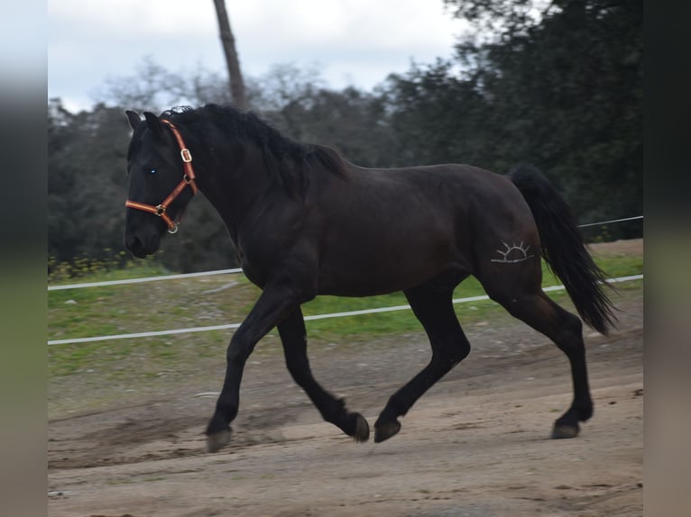 PRE Hengst 3 Jahre 168 cm Rappe in El Real De La Jara