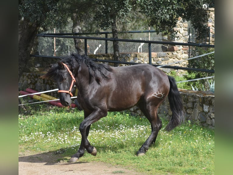 PRE Hengst 3 Jahre 168 cm Rappe in El Real De La Jara