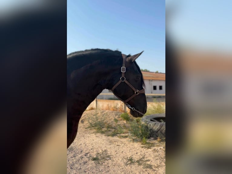PRE Hengst 3 Jahre 168 cm Rappe in Valdepeñas