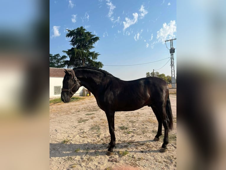 PRE Hengst 3 Jahre 168 cm Rappe in Valdepeñas
