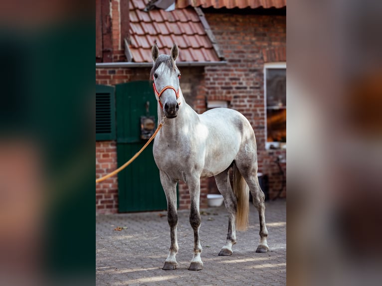 PRE Mix Hengst 3 Jahre 168 cm Schimmel in Minden