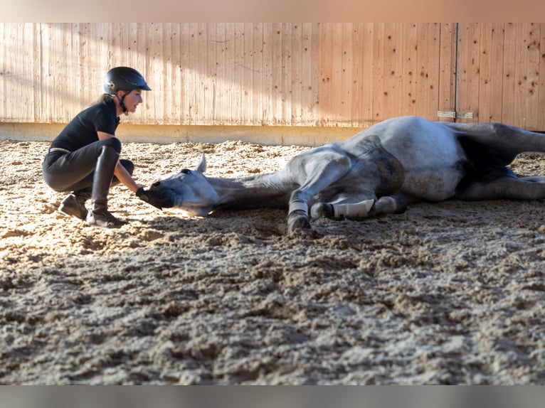 PRE Hengst 3 Jahre 168 cm Schimmel in Minden