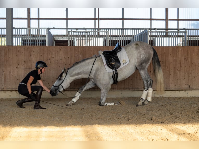 PRE Hengst 3 Jahre 168 cm Schimmel in Minden