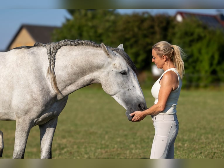 PRE Mix Hengst 3 Jahre 168 cm Schimmel in Minden