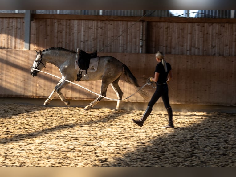 PRE Hengst 3 Jahre 168 cm Schimmel in Minden