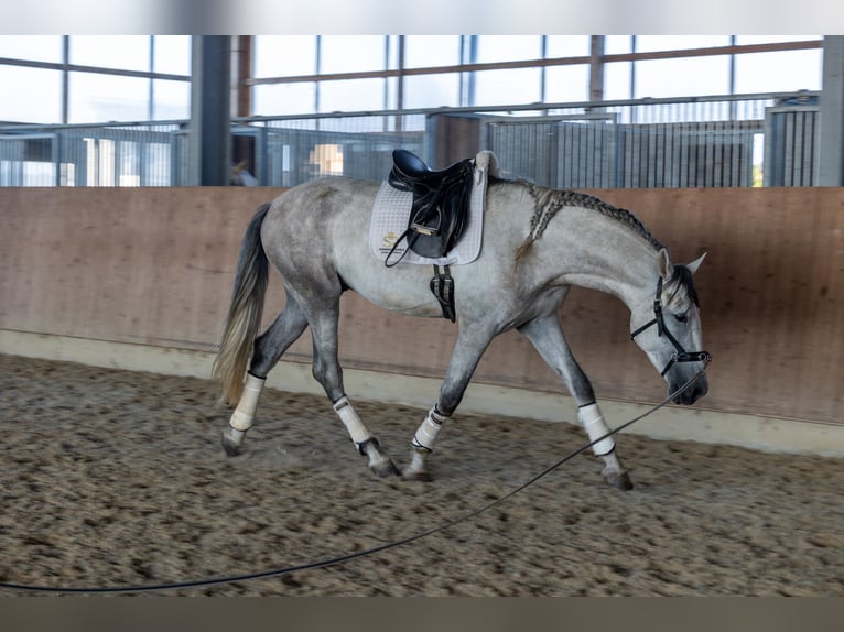 PRE Hengst 3 Jahre 168 cm Schimmel in Minden
