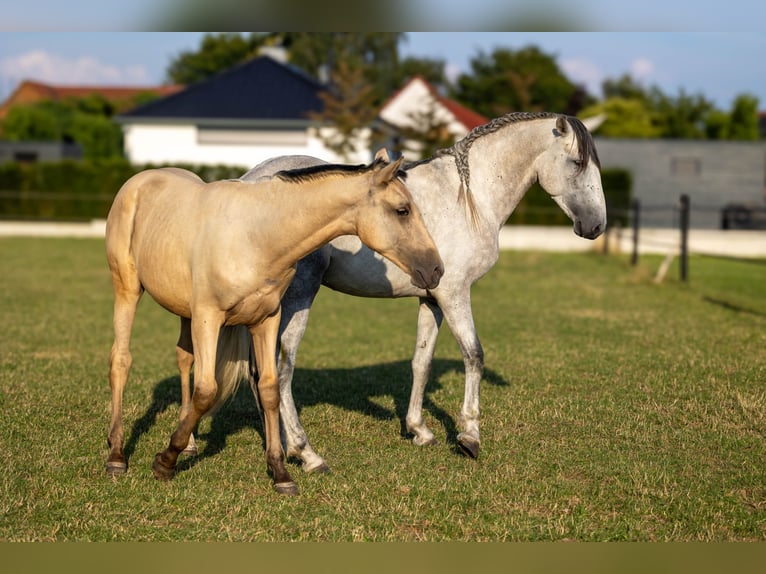 PRE Mix Hengst 3 Jahre 168 cm Schimmel in Minden