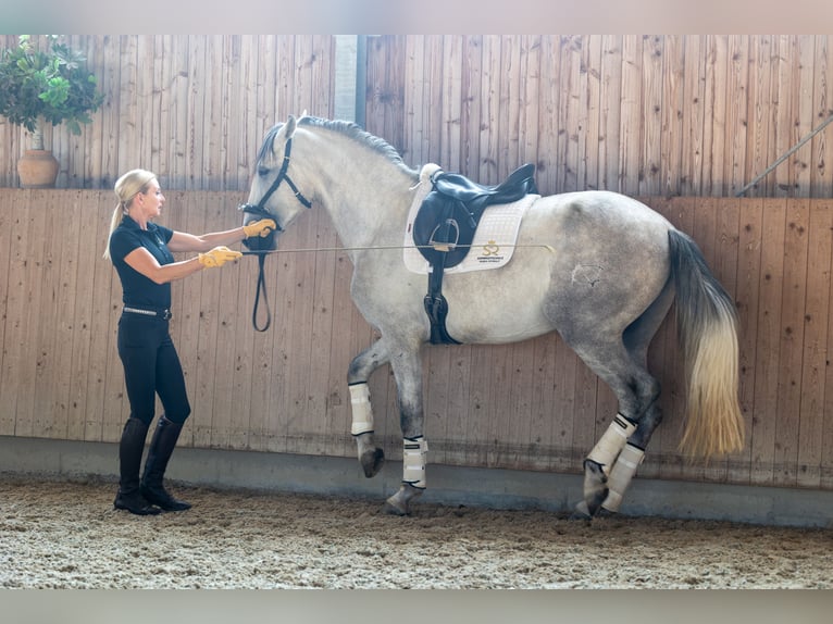 PRE Hengst 3 Jahre 168 cm Schimmel in Minden