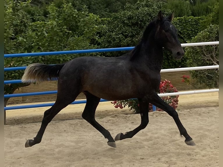 PRE Hengst 3 Jahre 168 cm Schimmel in Fuentes De Andalucia