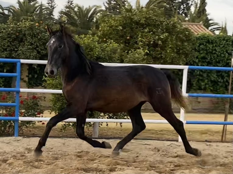 PRE Hengst 3 Jahre 168 cm Schimmel in Fuentes De Andalucia