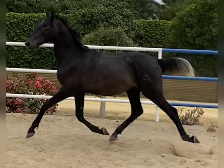 PRE Hengst 3 Jahre 168 cm Schimmel in Fuentes De Andalucia