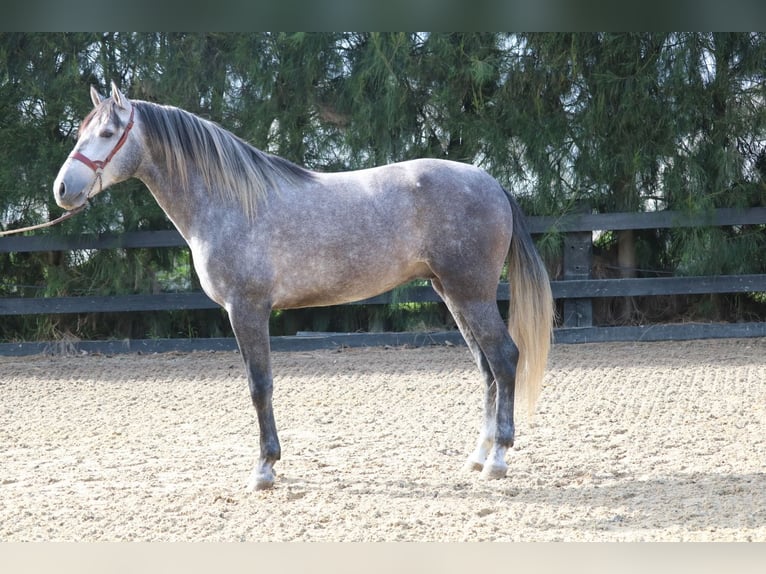 PRE Mix Hengst 3 Jahre 168 cm Schimmel in Pilas