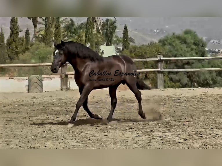 PRE Mix Hengst 3 Jahre 169 cm Rappe in Vejer de la Frontera