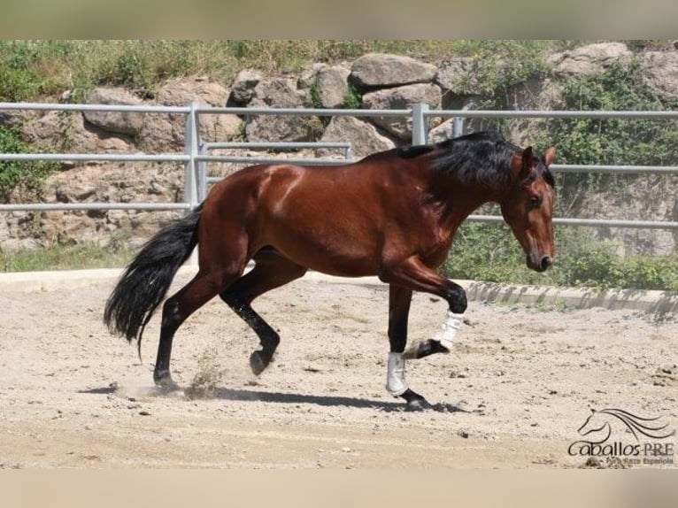 PRE Hengst 3 Jahre 170 cm Brauner in Barcelona