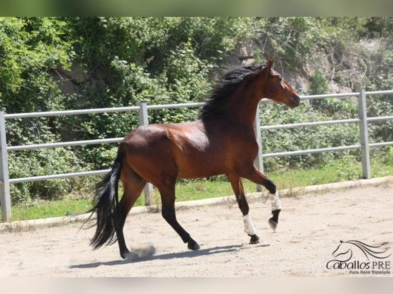 PRE Hengst 3 Jahre 170 cm Brauner in Barcelona