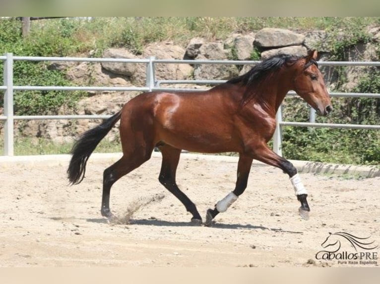 PRE Hengst 3 Jahre 170 cm Brauner in Barcelona