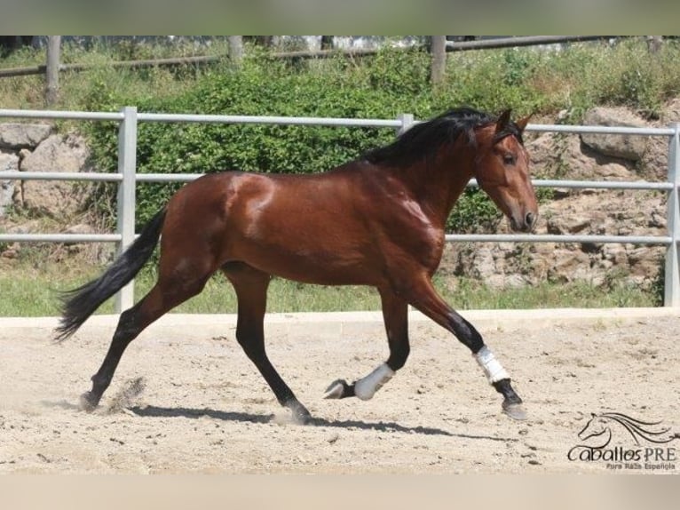 PRE Hengst 3 Jahre 170 cm Brauner in Barcelona