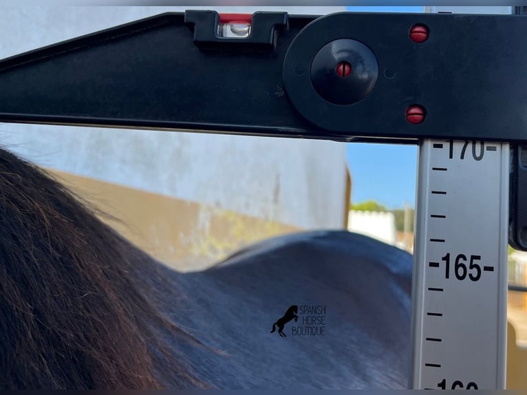 PRE Hengst 3 Jahre 170 cm Brauner in Menorca