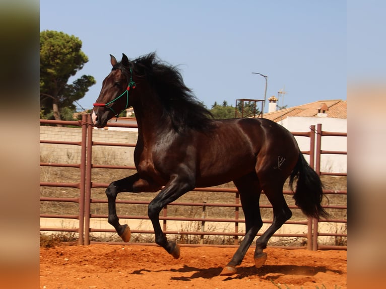 PRE Mix Hengst 3 Jahre 170 cm Brauner in Vejer de la Frontera