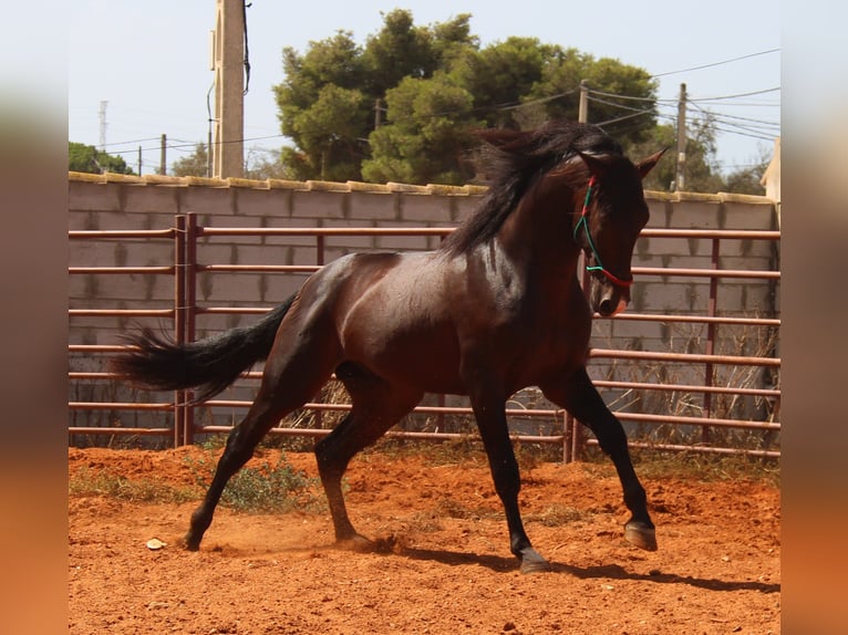 PRE Mix Hengst 3 Jahre 170 cm Brauner in Vejer de la Frontera