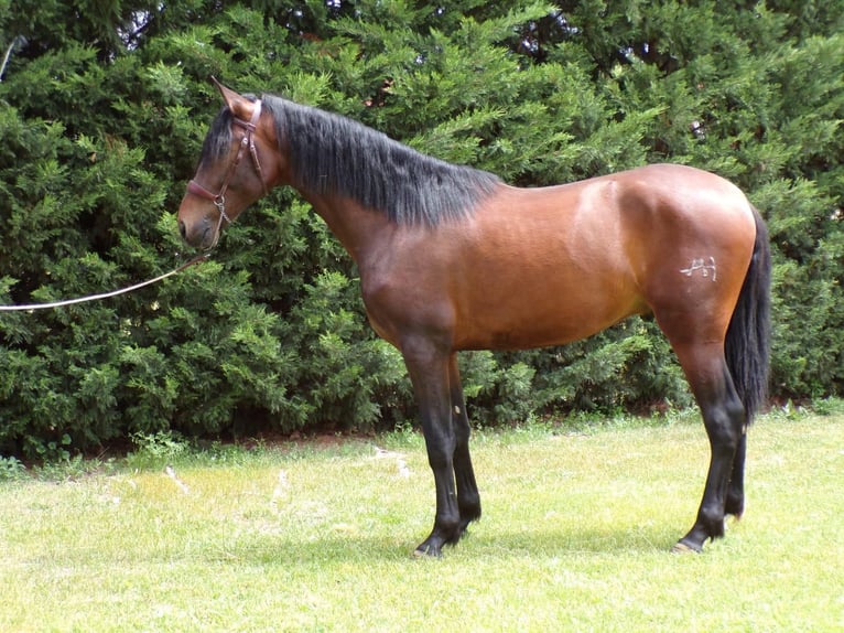 PRE Hengst 3 Jahre 170 cm Brauner in Logroño