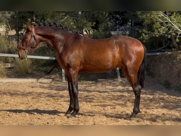 PRE Mix Hengst 3 Jahre 170 cm Brauner in Valencia