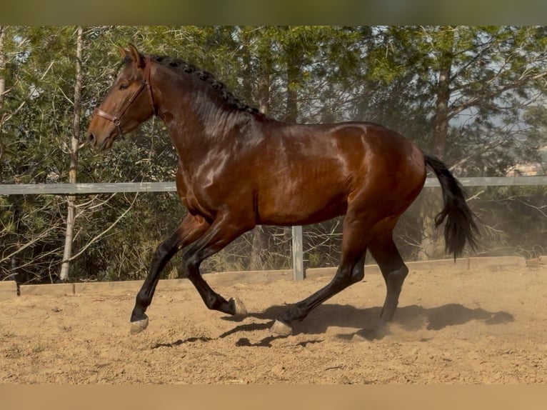 PRE Mix Hengst 3 Jahre 170 cm Brauner in Valencia