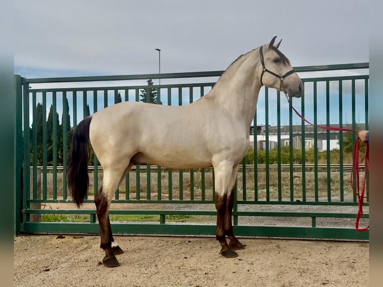 PRE Hengst 3 Jahre 170 cm Buckskin in Santa Perpetua de Mogoda