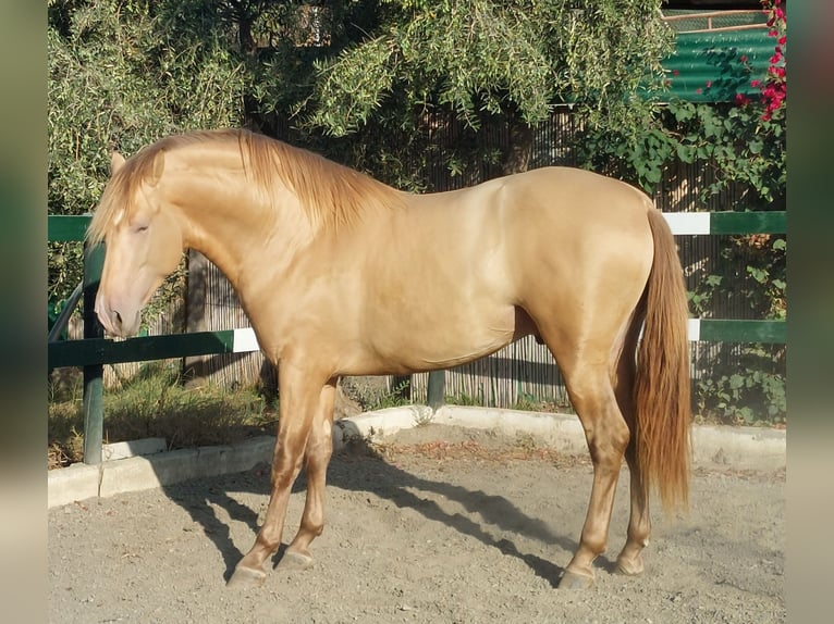 PRE Hengst 3 Jahre 170 cm Champagne in Nerja
