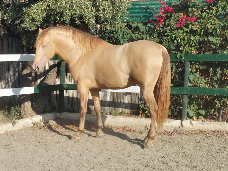 PRE Hengst 3 Jahre 170 cm Champagne in Nerja