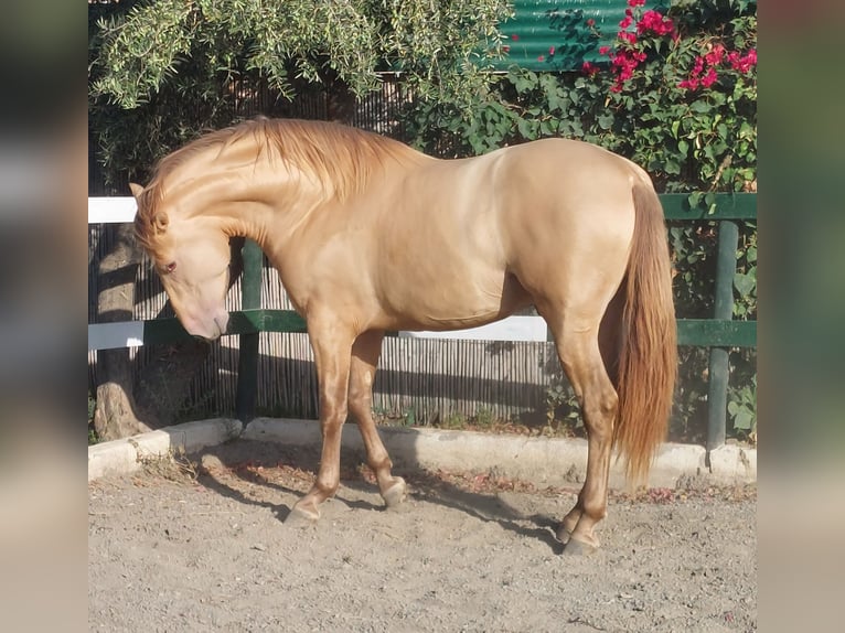 PRE Hengst 3 Jahre 170 cm Champagne in Nerja