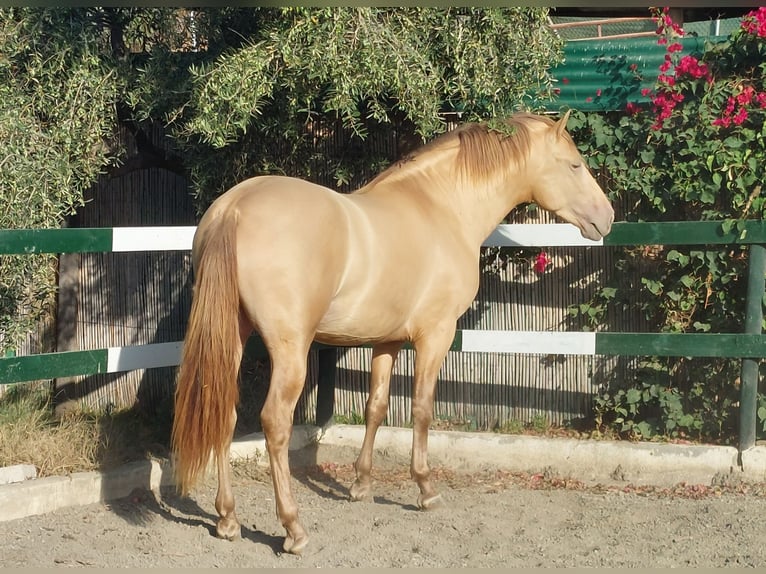 PRE Hengst 3 Jahre 170 cm Champagne in Nerja