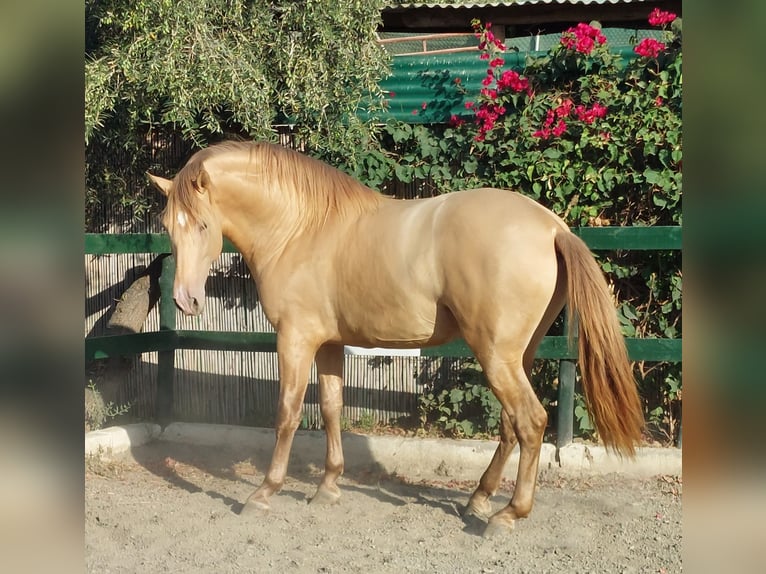 PRE Hengst 3 Jahre 170 cm Champagne in Nerja