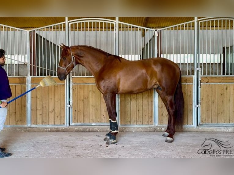 PRE Hengst 3 Jahre 170 cm Fuchs in Badajoz